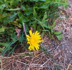 Taraxacum