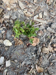 Phoradendron leucarpum