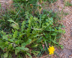 Taraxacum