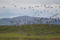 Anser brachyrhynchus