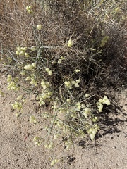 Scutellaria mexicana