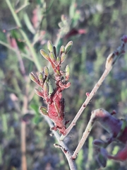 Oenothera gaura