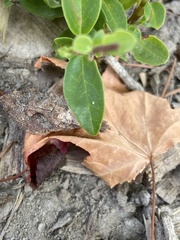 Phoradendron leucarpum