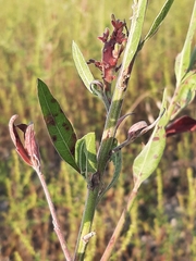 Oenothera gaura