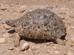 Stigmochelys pardalis
