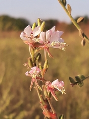 Oenothera gaura