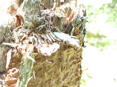 Ischnoderma benzoinum