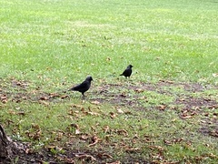 Corvus monedula