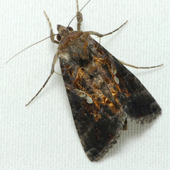 Chrysodeixis