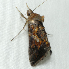 Chrysodeixis