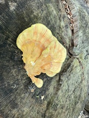 Laetiporus