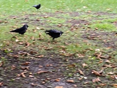 Corvus monedula