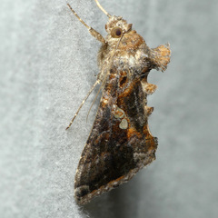 Chrysodeixis