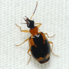 Lebia