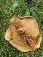 Paxillus cuprinus