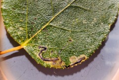Stigmella salicis