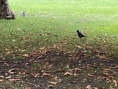 Corvus monedula