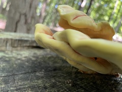 Laetiporus