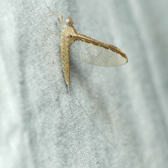 Callibaetis