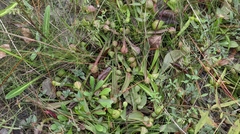 Sarracenia psittacina