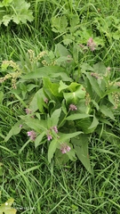 Symphytum officinale