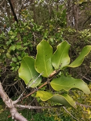 Cryptocarya alba