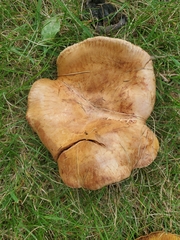 Paxillus cuprinus