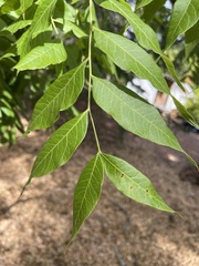 Juglans hindsii