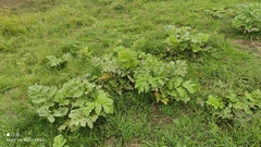 Heracleum sosnowskyi