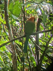 Baryphthengus martii