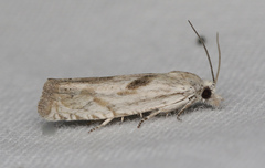 Eucosma metzneriana