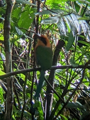 Baryphthengus martii