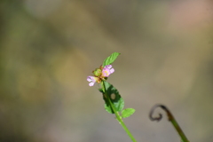 Melochia corchorifolia