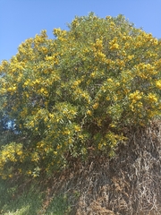 Acacia saligna
