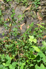 Melochia corchorifolia