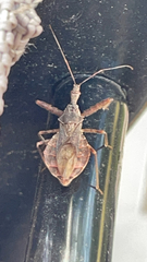 Reduviidae
