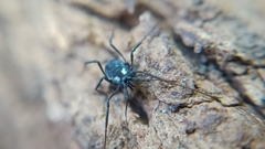 Nemastoma bimaculatum