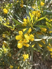 Acacia saligna
