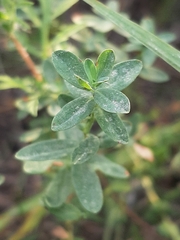 Hypericum hypericoides
