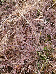 Gaultheria macrostigma