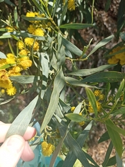 Acacia saligna