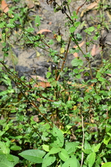 Melochia corchorifolia