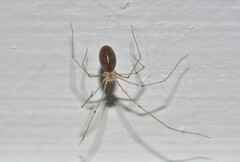 Pholcus phalangioides