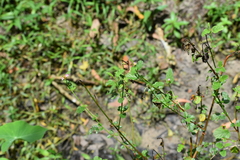 Melochia corchorifolia