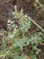 Hypericum hypericoides