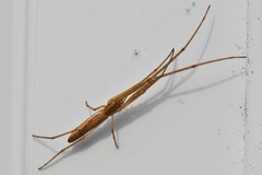 Tetragnatha