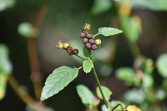 Melochia corchorifolia