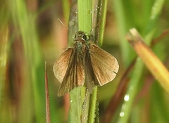 Euphyes vestris