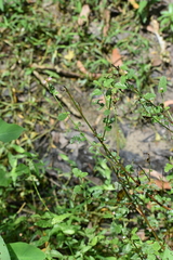 Melochia corchorifolia