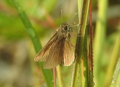 Euphyes vestris
